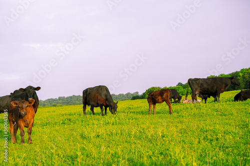 Cows grazing in the meadow