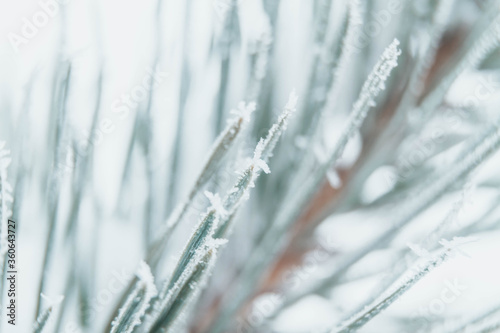Macro photos of green pine needles covered with white frost, ice crystals in winter. Winter Christmas background. Copy space.