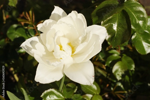 Beautiful white Tulip in the summer garden