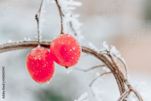 Macro. Beautiful red berries frozen in the cold in winter. Frost. Christmas wonderful background.