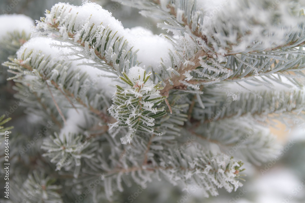 The pine branch with green needles is covered with frost in winter. Close up.
