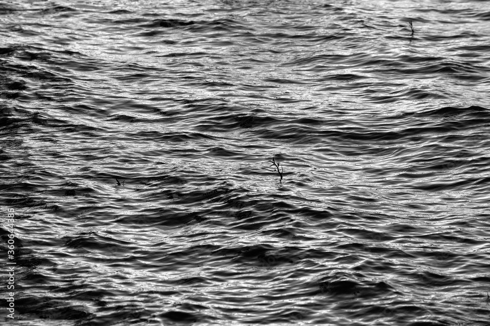 Waves and ripples on the sea surface in the evening. algae branches are also visible on the water