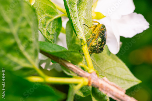 Chafer beetle sits on jasmine flowers