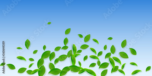 Falling green leaves. Fresh tea chaotic leaves fly