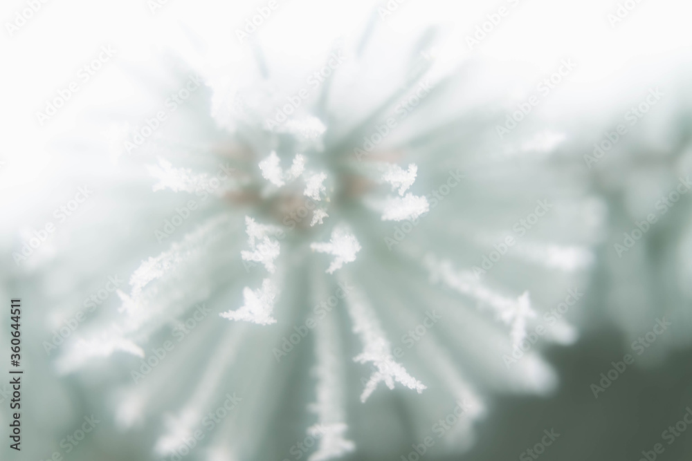Fototapeta premium The branches of the spruce are covered with white prickly frost. Close-up of natural Christmas tree needles. Background. Winter.