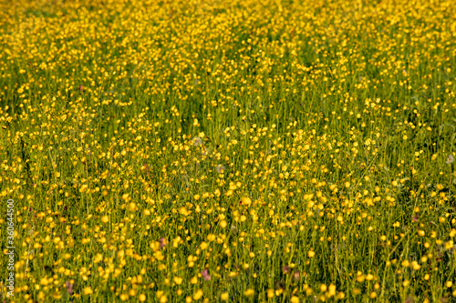 meadow with a lot of yellow wildflowers, buttercup