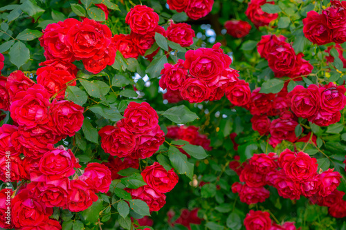 Growing bush of red rose with leaves