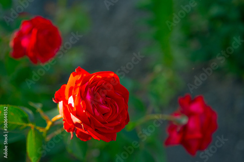 Red roses growing in the ground