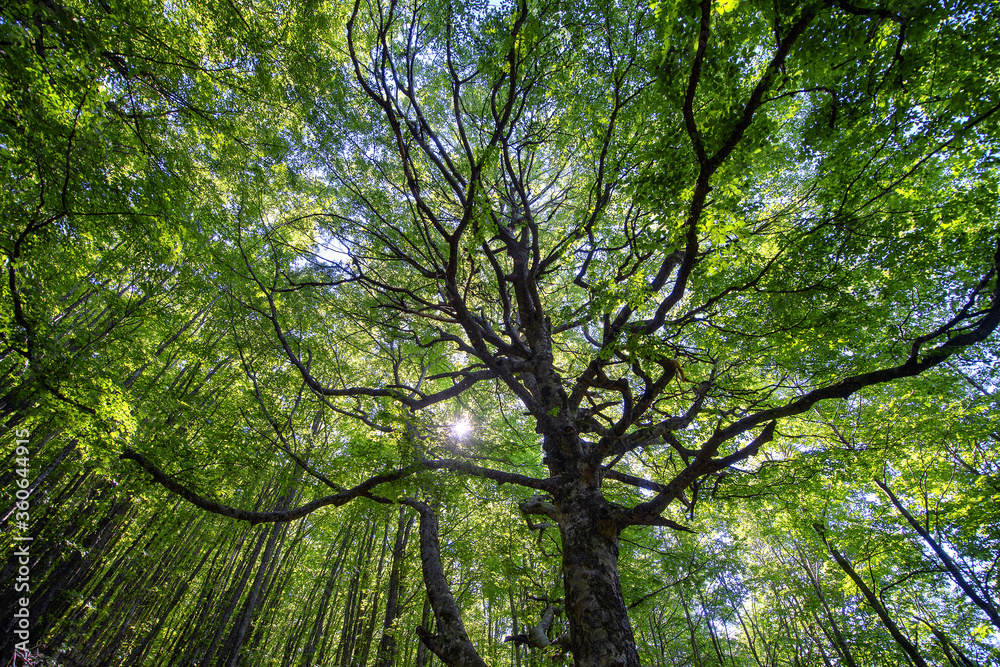 Appennino tosco emiliano mab unesco