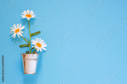 camomiles in a pot on a blue background, bouquet of field daisies, home plant, mother's day greeting card, free space, place for test