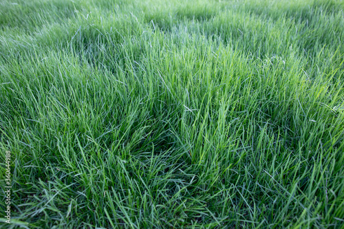 field of green tall grass