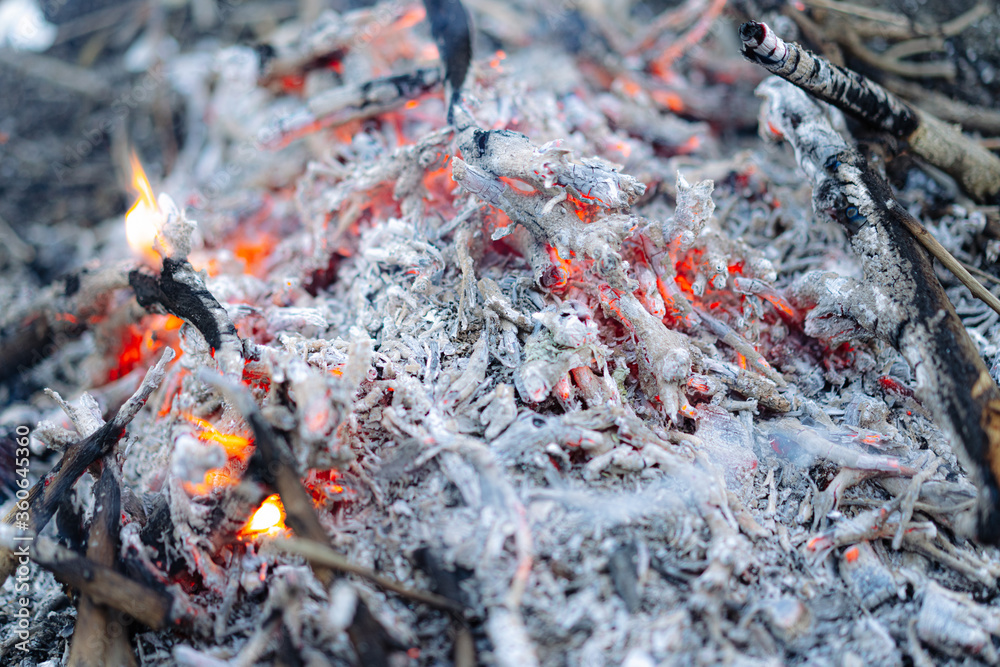 Burning bonfire from tree branches Burning bonfire from tree branches