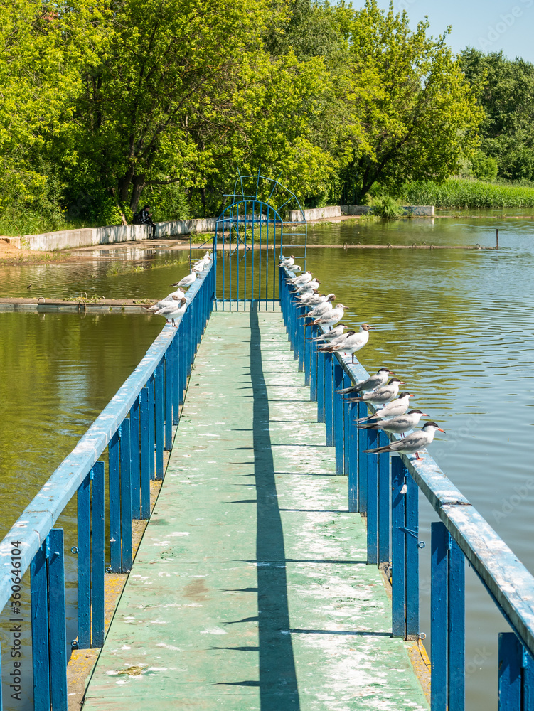 Seagulls sitting on the handrails of the boat pier in the summer Seagulls sitting on the handrails of the boat pier in the summer