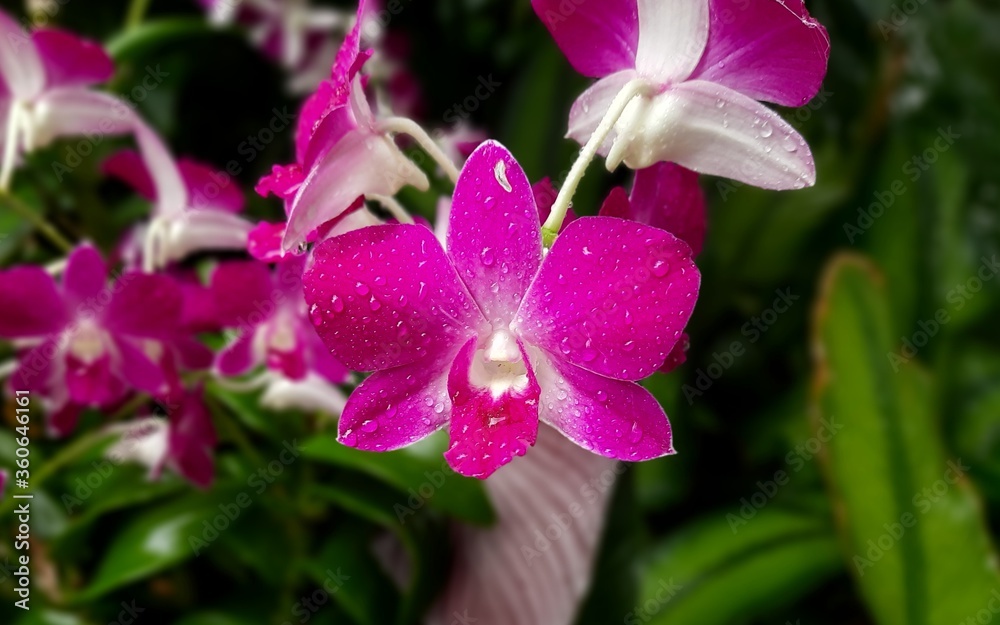 Fototapeta premium Most Beautiful Rare Purple and white Orchids 