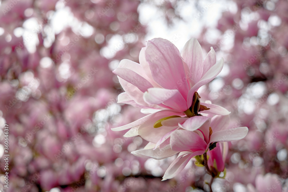 Beautiful magnolia pink flowers bloom lit by sunlight.