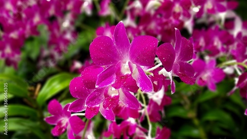 Most Beautiful Rare Purple and white Orchids 