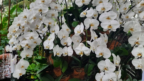 Most Beautiful Rare Purple and white Orchids 