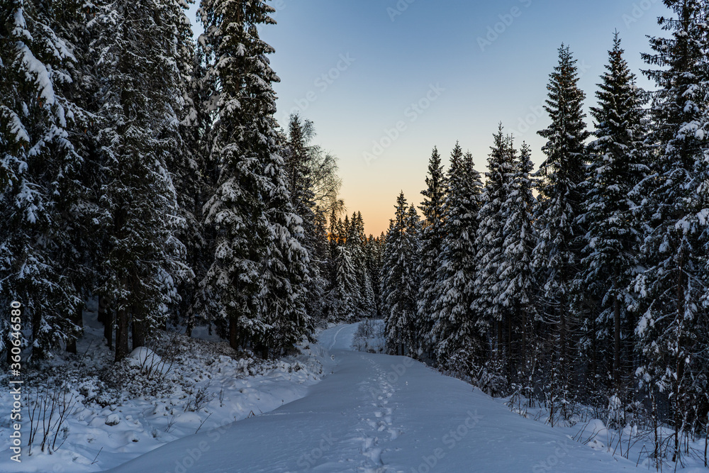 snow pines norway
