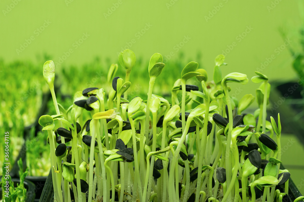 Micro grass greens sprouts grow containers. Healthy eating and vegetarianism concept. Micro grass greens sprouts grow containers. Healthy eating and vegetarianism concept.