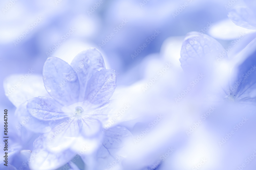 雨に濡れたアジサイ(柔らか・ふんわりイメージ) 雨に濡れたアジサイ(柔らか・ふんわりイメージ)