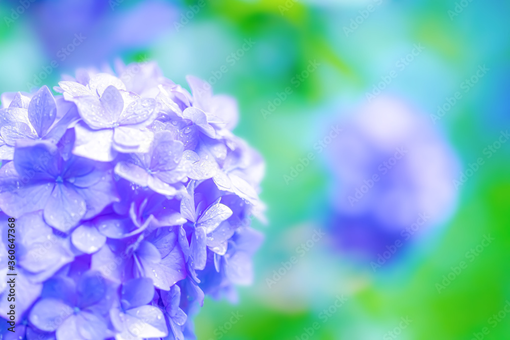 雨に濡れたアジサイ(柔らか・ふんわりイメージ)