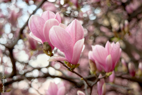 Petals of pink light magnolia. Spring floral background. Blue sky