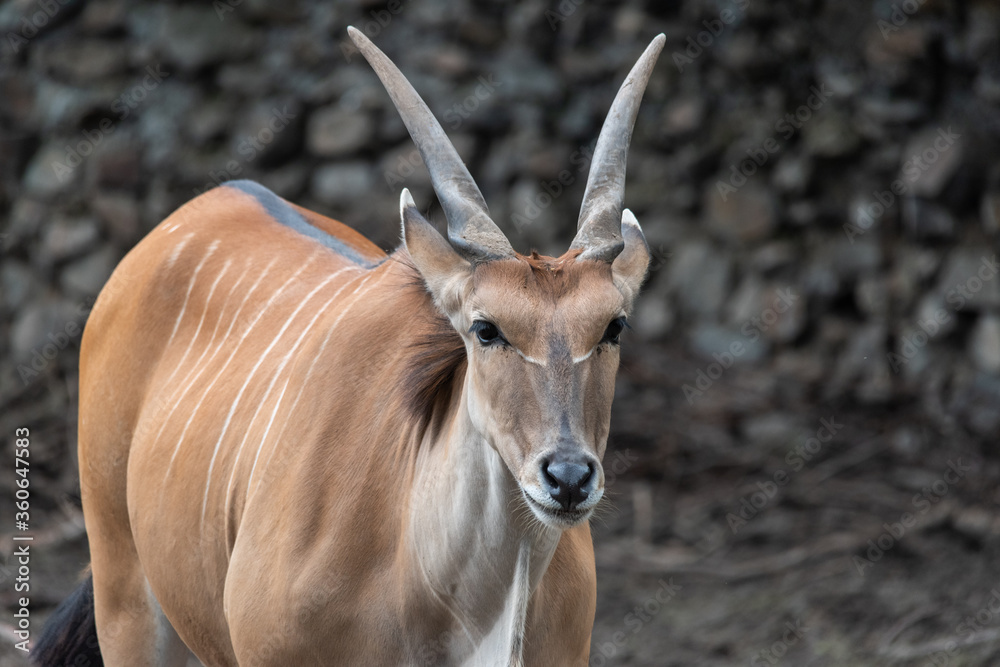 Naklejka premium Common Eland (Taurotragus oryx) is the largest of the African antelope species.