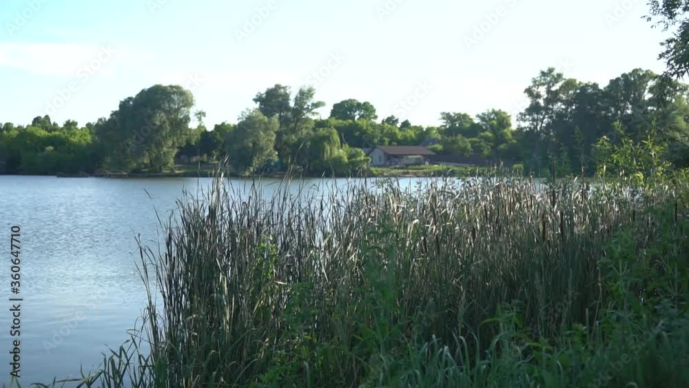 Green leaves of young reeds on a warm day sway over a blue pond Green leaves of young reeds on a warm day sway over a blue pond