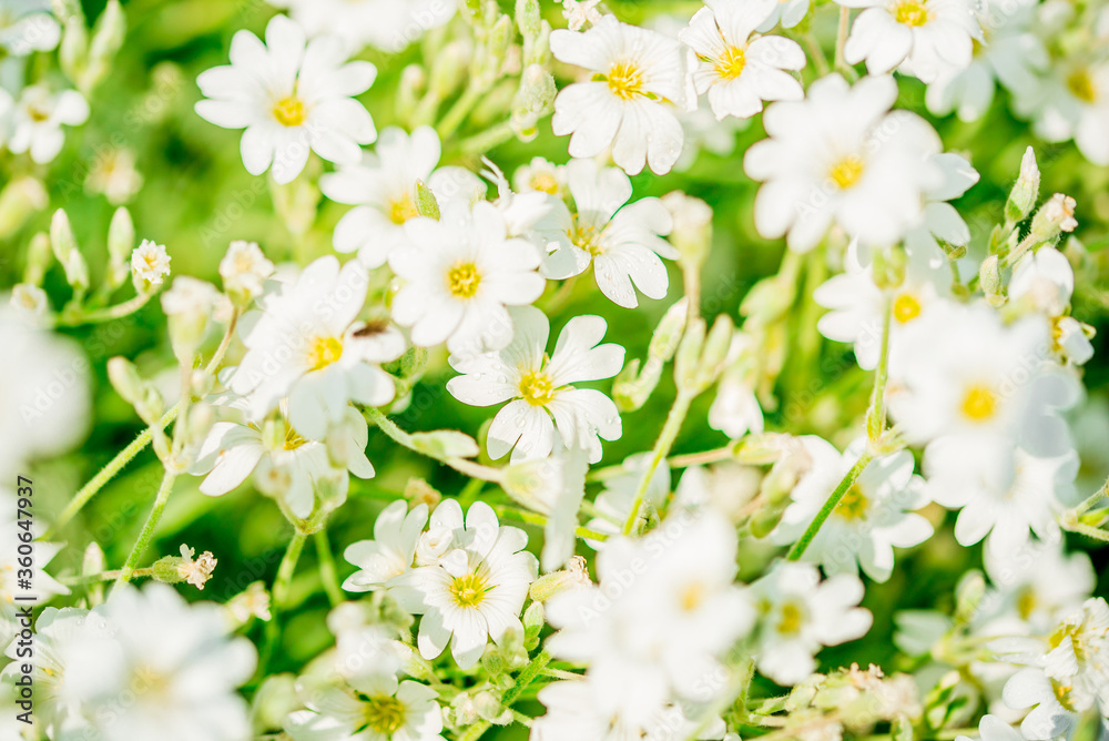 nature in the village. White flowers background.Texture white summer flowers. wildflowers field, freshness, dew and rain drops, close-up. gentle green background. selective focus nature in the village. White flowers background.Texture white summer flowers. wildflowers field, freshness, dew and rain drops, close-up. gentle green background. selective focus