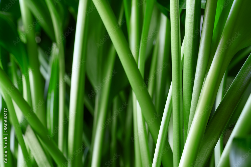 Green stems of the houseplant Aspidistra elatior close-up. Horizontal orientation. Green stems of the houseplant Aspidistra elatior close-up. Horizontal orientation.