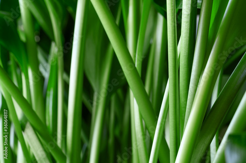 Green stems of the houseplant Aspidistra elatior close-up. Horizontal orientation.