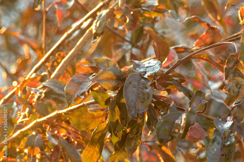 tree branches after rain. rain drop 