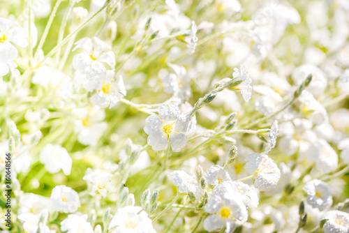 White flowers background.Texture white summer flowers, beautiful summer postcard, nature in the village. wildflowers, field, freshness, dew and rain drops, close-up. gentle green background