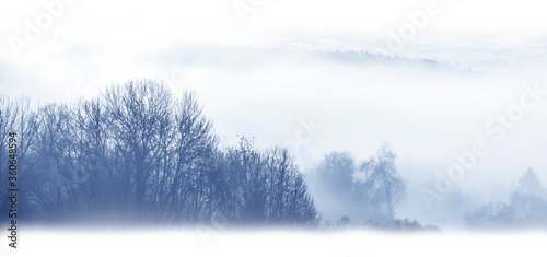 morning fog and a forest © Vera Kuttelvaserova