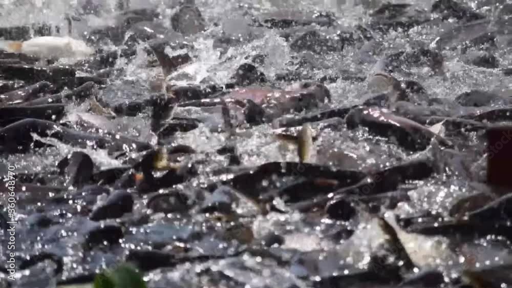 Group of pangasius fishes are fighting for eating food from feeding giver in the river closeup. Group of pangasius fishes are fighting for eating food from feeding giver in the river closeup.