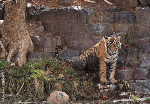 Tigress Ladali cub on the rock, Ranthambore Tiger Reserve photo