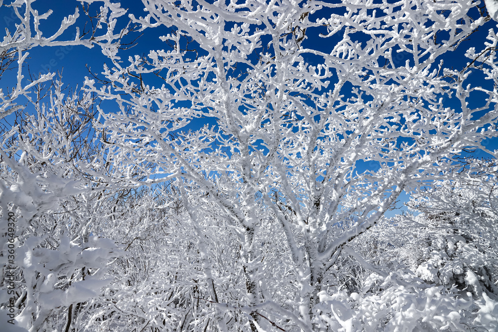 Obraz premium 눈꽃