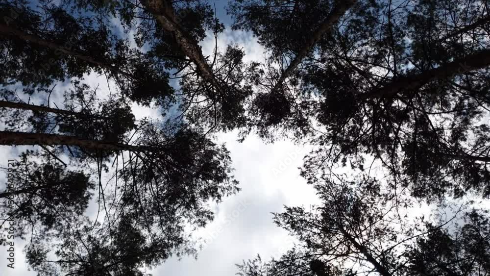 The towering crowns of pine trees. The towering crowns of pine trees.