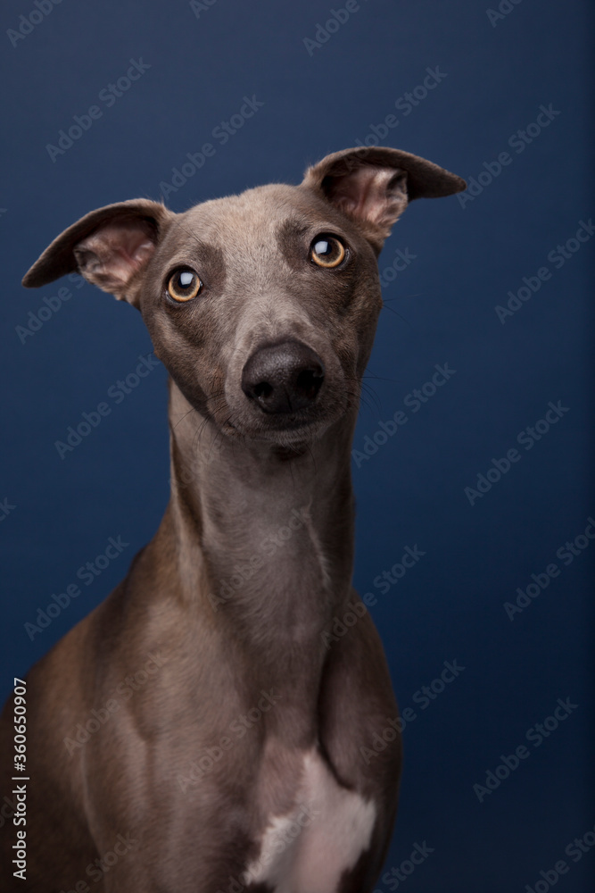 The portrait of Whippet dog The portrait of Whippet dog