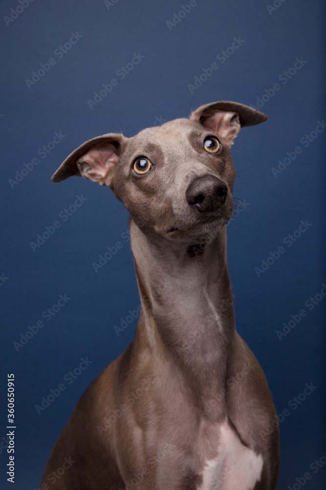 The portrait of Whippet dog The portrait of Whippet dog