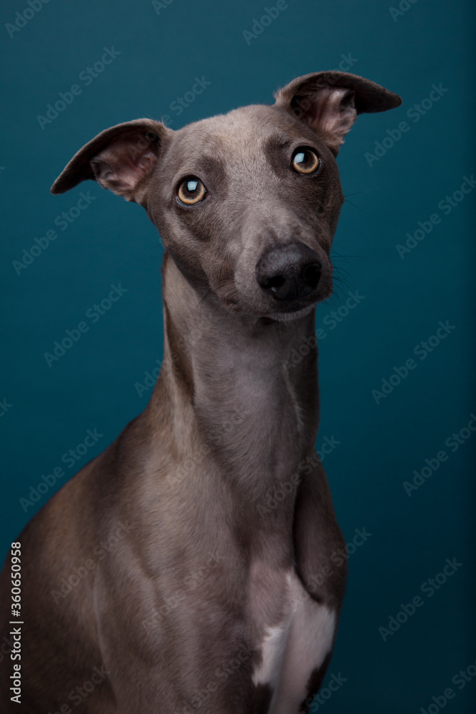 The portrait of Whippet dog 