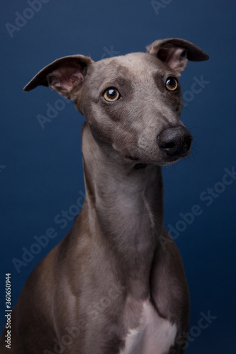 The portrait of Whippet dog  © Foonia