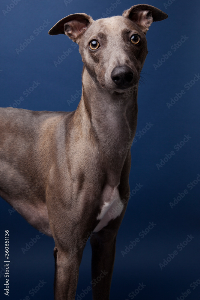 The portrait of Whippet dog The portrait of Whippet dog
