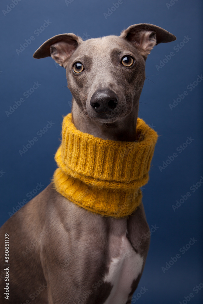 portrait of a Whippet dog with a yellow neck tunnel