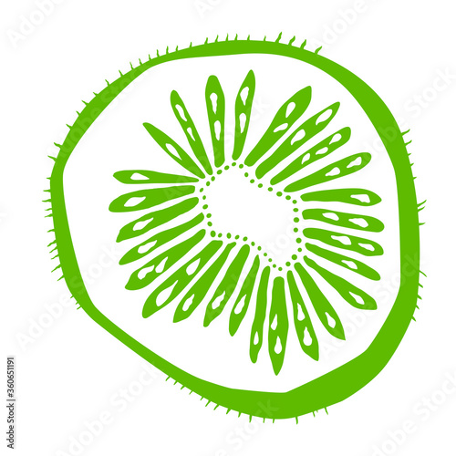 Vector image of kiwi in the section