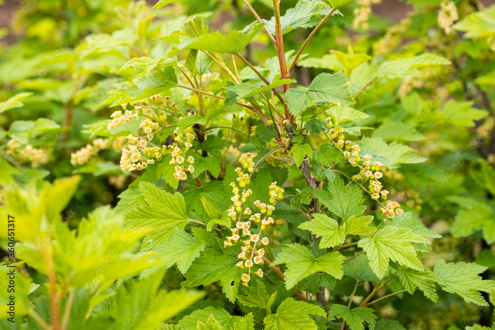 Flowering Currants Grow In Garden In Spring Close Up. Flowering Currants Grow In Garden In Spring Close Up.
