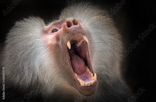 Papio hamadryas or the baboon roars with its mouth open, sharp teeth are visible, it is all on a black background