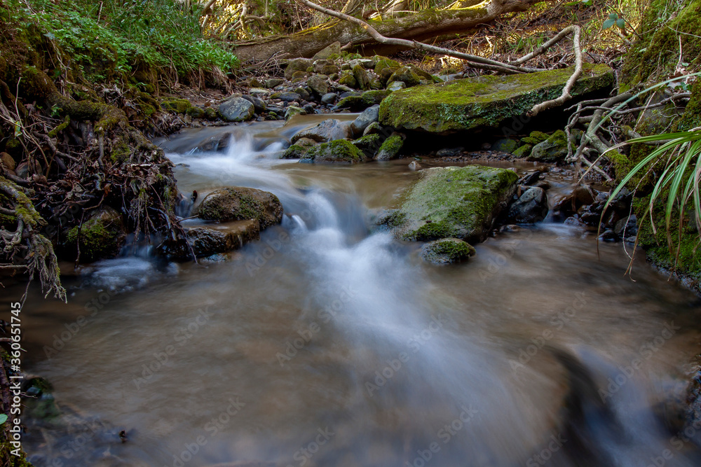 stream in the forest