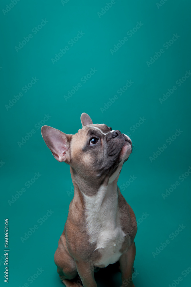 sitting french bulldog on a turquoise background