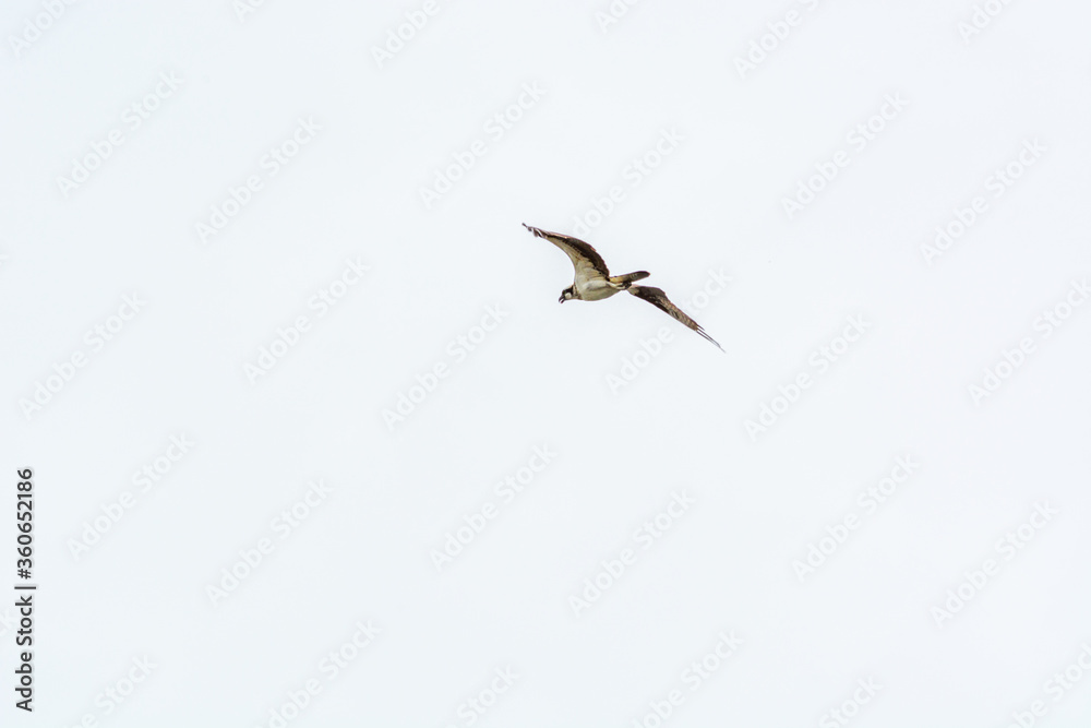 Obraz premium Osprey in flight
